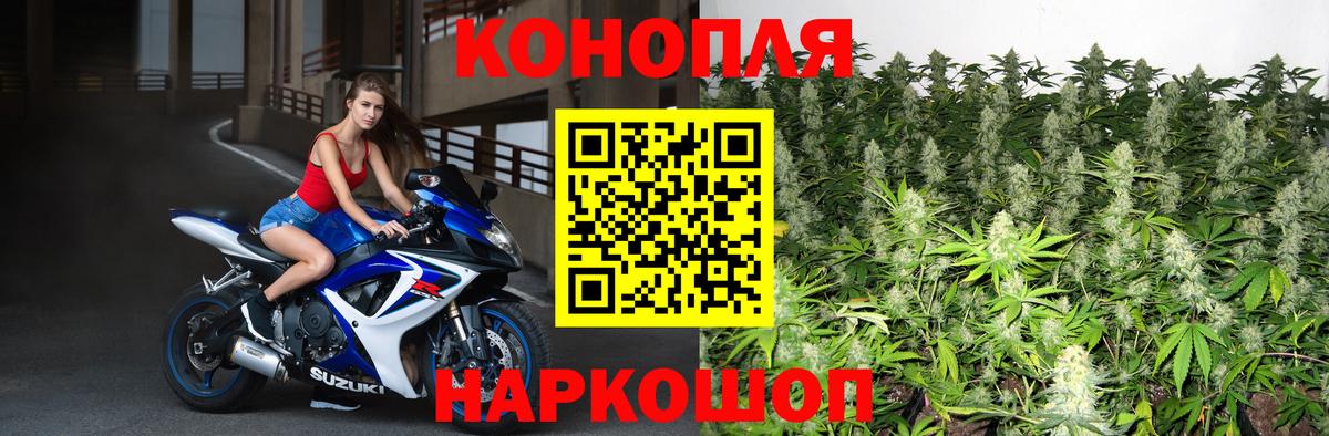 Каннабис сатива Муром